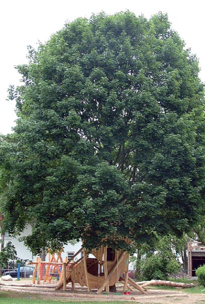 MAISON DANS LES ARBRES KASSEL SPIELART